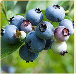 Blueberries